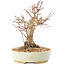 Acer palmatum, 20,5 cm, ± 25 años