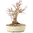 Acer palmatum, 20,5 cm, ± 25 jaar oud