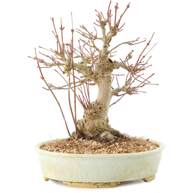 Acer palmatum, 20,5 cm, ± 25 Jahre alt