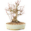 Acer palmatum, 20,5 cm, ± 25 ans