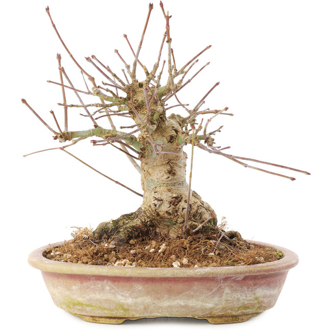Acer palmatum, 16 cm, ± 25 ans