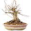 Acer palmatum, 16 cm, ± 25 jaar oud