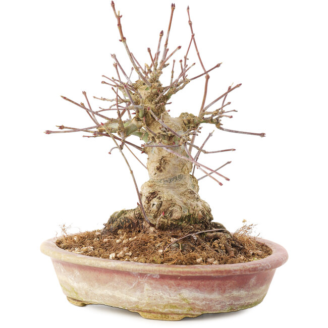Acer palmatum, 16 cm, ± 25 anni