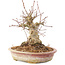 Acer palmatum, 16 cm, ± 25 años