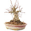 Acer palmatum, 16 cm, ± 25 Jahre alt