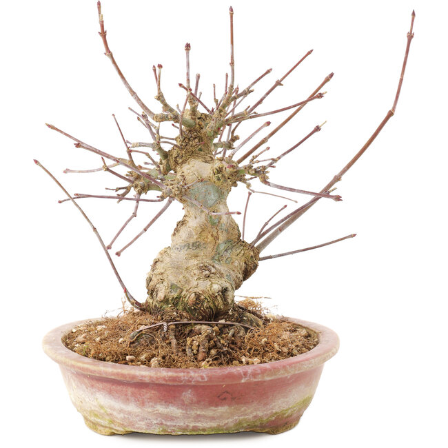 Acer palmatum, 16 cm, ± 25 Jahre alt