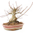 Acer palmatum, 16 cm, ± 25 anni