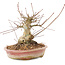 Acer palmatum, 16 cm, ± 25 jaar oud