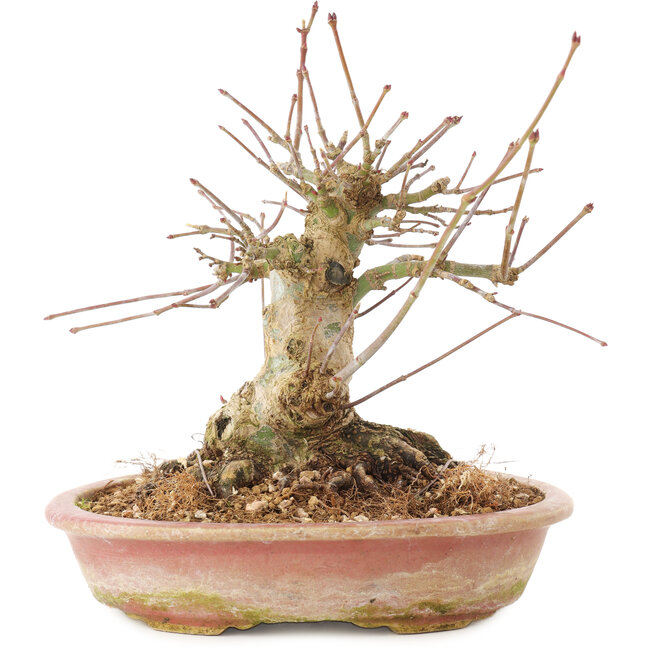 Acer palmatum, 16 cm, ± 25 ans
