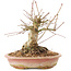 Acer palmatum, 16 cm, ± 25 anni