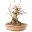 Acer palmatum, 16 cm, ± 25 Jahre alt