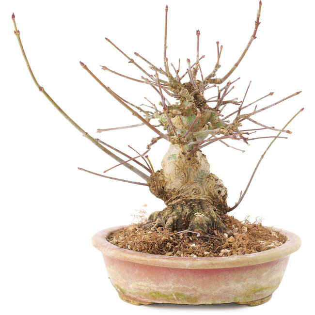 Acer palmatum, 16 cm, ± 25 Jahre alt