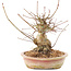 Acer palmatum, 16 cm, ± 25 ans