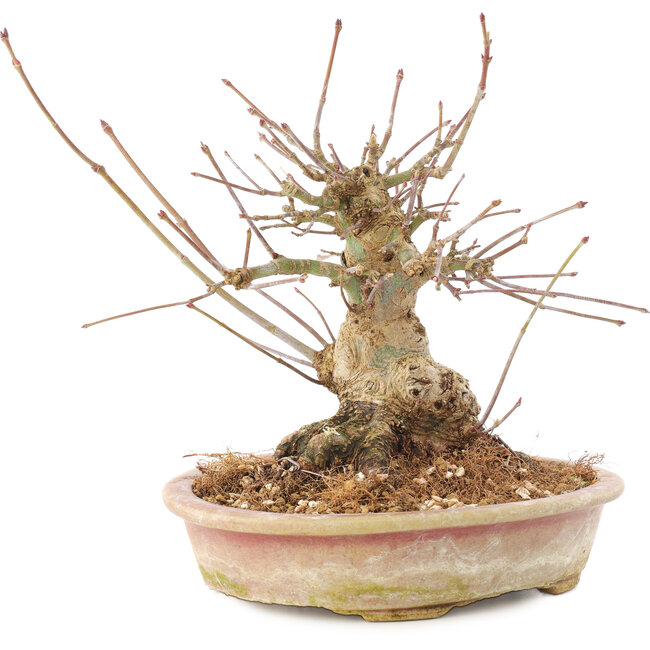 Acer palmatum, 16 cm, ± 25 años