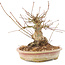 Acer palmatum, 16 cm, ± 25 jaar oud