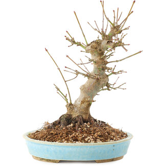 Acer palmatum, 21 cm, ± 25 Jahre alt