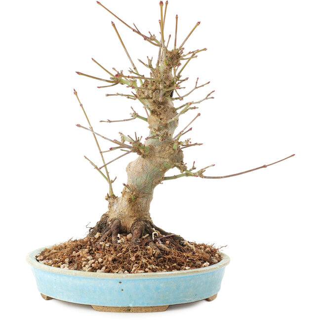 Acer palmatum, 21 cm, ± 25 jaar oud