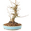 Acer palmatum, 21 cm, ± 25 ans
