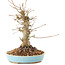 Acer palmatum, 21 cm, ± 25 Jahre alt