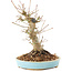 Acer palmatum, 21 cm, ± 25 ans