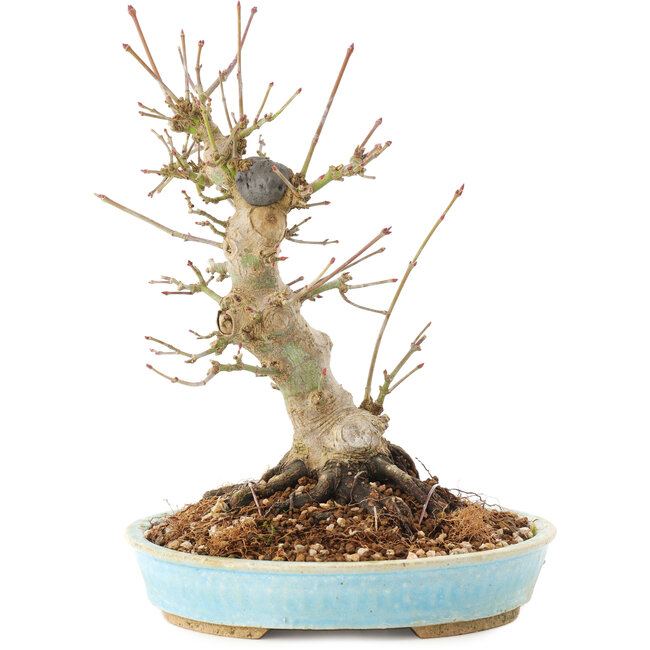 Acer palmatum, 21 cm, ± 25 Jahre alt