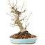 Acer palmatum, 21 cm, ± 25 Jahre alt