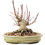 Acer palmatum, 16,5 cm, ± 25 ans