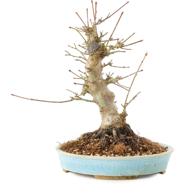 Acer palmatum, 21 cm, ± 25 anni