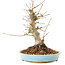 Acer palmatum, 21 cm, ± 25 anni