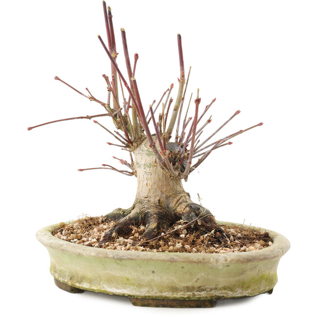 Acer palmatum, 16,5 cm, ± 25 años