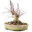 Acer palmatum, 16,5 cm, ± 25 ans