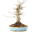 Acer palmatum, 21 cm, ± 25 anni