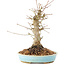 Acer palmatum, 21 cm, ± 25 ans