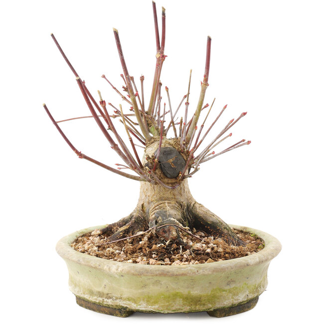 Acer palmatum, 16,5 cm, ± 25 años