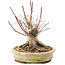 Acer palmatum, 16,5 cm, ± 25 anni