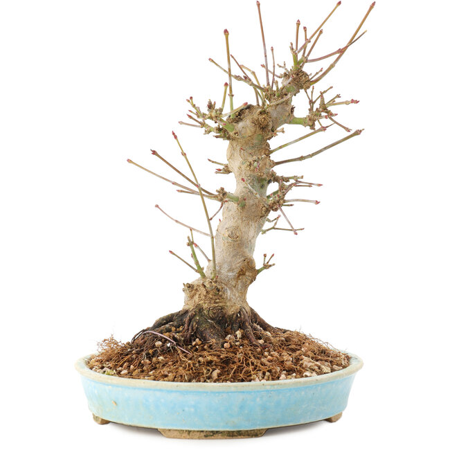 Acer palmatum, 21 cm, ± 25 Jahre alt