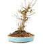 Acer palmatum, 21 cm, ± 25 ans