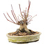 Acer palmatum, 16,5 cm, ± 25 anni