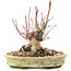 Acer palmatum, 16,5 cm, ± 25 jaar oud