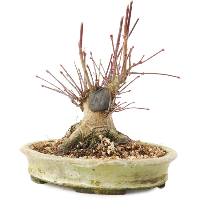 Acer palmatum, 16,5 cm, ± 25 años