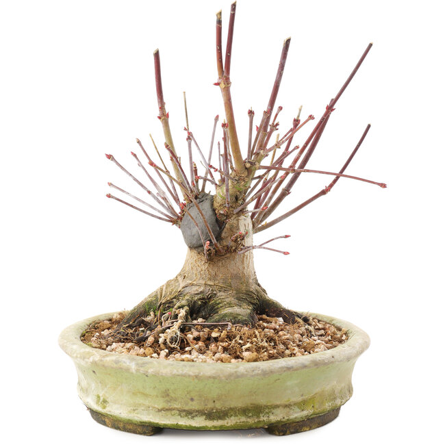 Acer palmatum, 16,5 cm, ± 25 anni