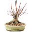 Acer palmatum, 16,5 cm, ± 25 ans