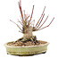 Acer palmatum, 16,5 cm, ± 25 ans