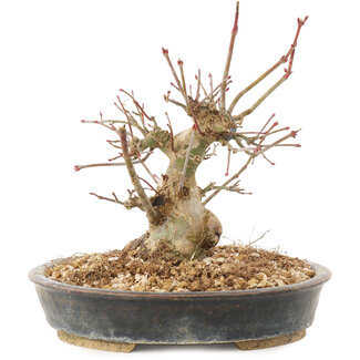 Acer palmatum, 15,5 cm, ± 25 anni