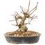 Acer palmatum, 15,5 cm, ± 25 ans