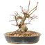 Acer palmatum, 15,5 cm, ± 25 years old
