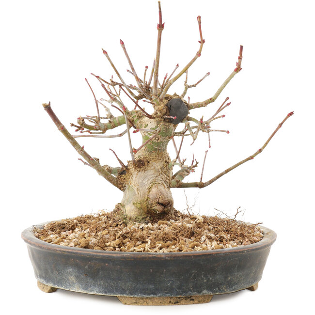 Acer palmatum, 15,5 cm, ± 25 jaar oud