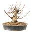 Acer palmatum, 15,5 cm, ± 25 jaar oud