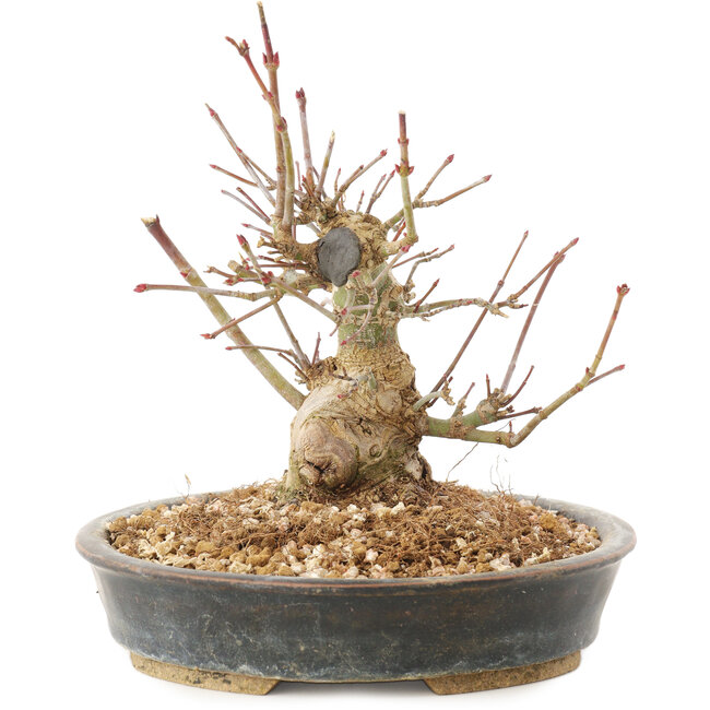 Acer palmatum, 15,5 cm, ± 25 jaar oud