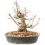 Acer palmatum, 15,5 cm, ± 25 anni